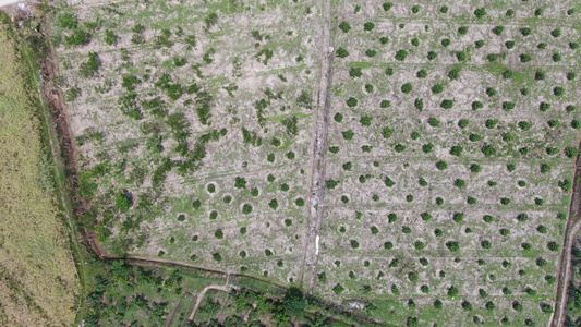 水果种植基地航拍视频