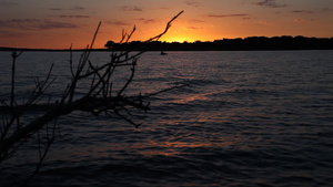 这是德克萨斯湖葡萄园日落的录像摄像头向上倾斜14秒视频