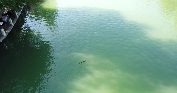 一群鸭子在池塘的公园游泳视频