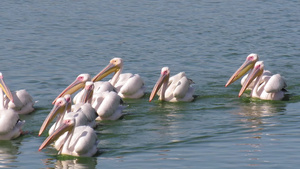 白天在湖里放水鸡的队伍或木筏12秒视频
