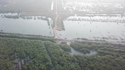 红树林和森林清扫后的土地在背面从空中看红树林和林地视频