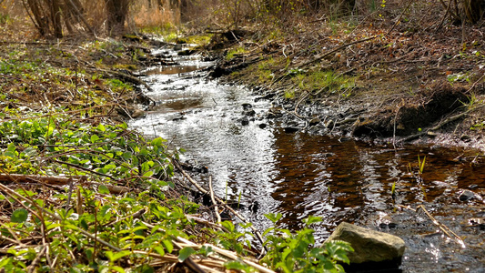 在德国森林中的溪流温柔的春光视频