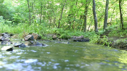 森林流中的快速流水视频