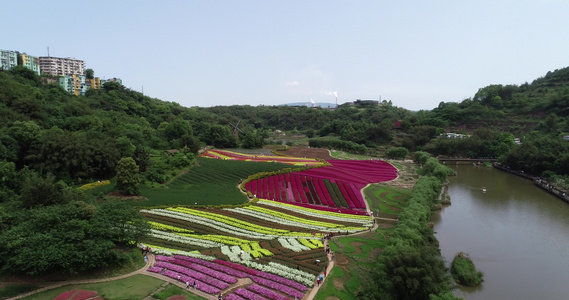 景区 花卉 航拍 花田酒地 旅游 风景视频