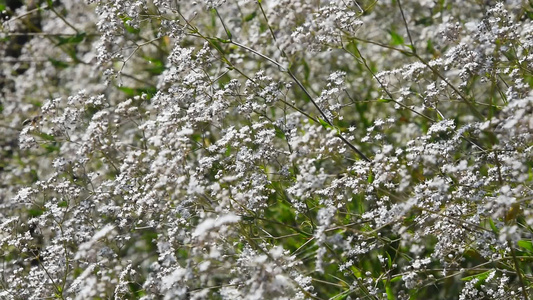 普通白花常见白花视频