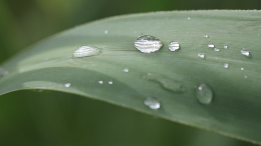 草地上的水滴视频