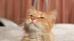 长着可爱的成年红猫坐下来抬头看14秒视频