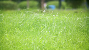 绿意盎然自然草地随风飘舞的野花14秒视频