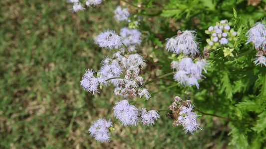 明光鲜花视频