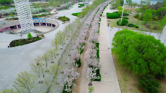 天津文化中心海棠花景观航拍视频