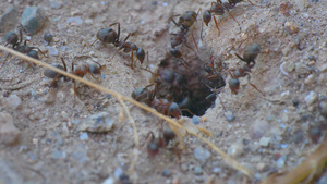 巢洞中的蚂蚁20秒视频