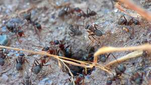 巢洞中的蚂蚁14秒视频