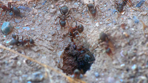 巢洞中的蚂蚁20秒视频