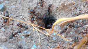巢洞中的蚂蚁19秒视频