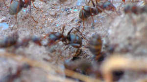 巢洞中的蚂蚁17秒视频