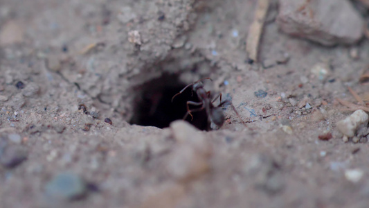巢洞中的蚂蚁60英尺到30英尺4公里视频