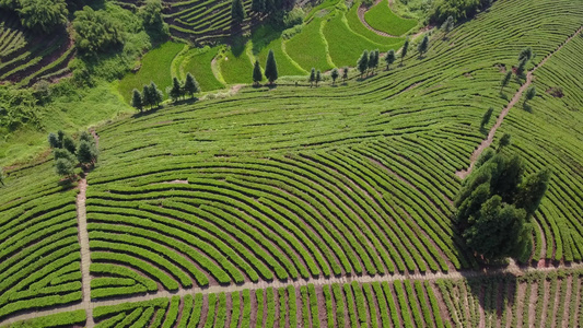 唯美茶山 航拍绿茶基地 鸟瞰 4K茶山 素材实拍 茶叶 茶文化 大气 茶山视频