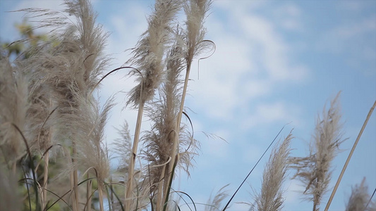 蓝色天空下的薄膜草视频