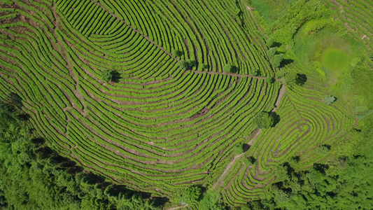 航拍绿茶基地 鸟瞰 4K茶山 素材实拍 茶叶 茶文化 大气 茶山视频