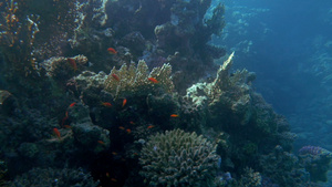 大型珊瑚礁和水下鱼类27秒视频