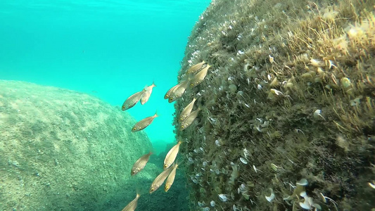 一群小沙巴沙巴鱼的慢动作水下镜头通常被称为梦鱼萨利马视频