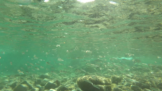 一群地中海小鱼在干净清澈的水中在岩石附近游泳的慢动作视频