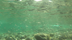 地中海小鱼在干净清澈的水中8秒视频