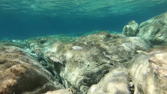 一组小沙巴沙巴鱼的水下镜头通常被称为梦鱼萨利马萨利马视频