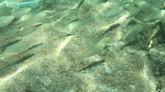 一组Sarpasalpa鱼的慢动作水下镜头通常被称为视频