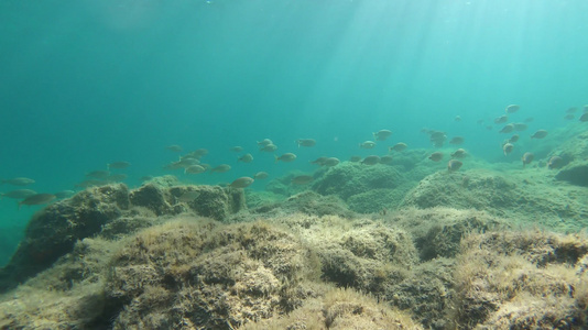 一组Sarpasalpa鱼的慢动作水下镜头通常被称为视频