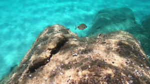 一些地中海小鱼慢动作的水下镜头这些小鱼在透明的蓝色58秒视频