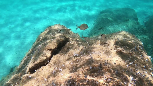 一些地中海小鱼慢动作的水下镜头这些小鱼在透明的蓝色视频