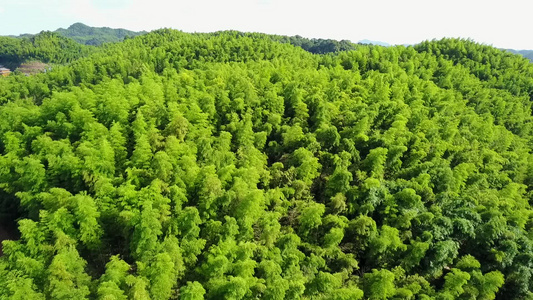 竹海 竹林 竹子 生态 风景 航拍素材实拍 竹叶 森林 大山 乡村 视频