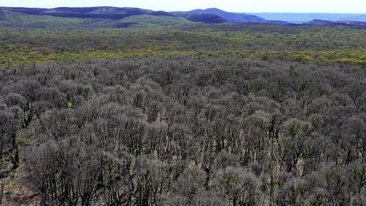 澳洲野火后森林再生的空中录像片段视频