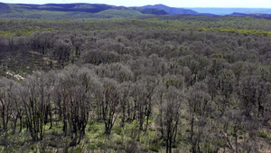 澳洲野火后森林再生的空中录像片段20秒视频