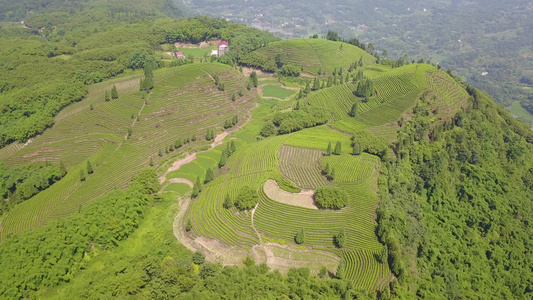 航拍绿茶基地 鸟瞰 4K茶山 素材实拍 茶叶 茶文化视频