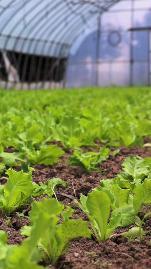 大棚菜地生长的生菜绿色食品10秒视频