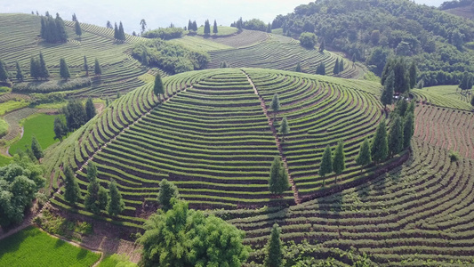 航拍 鸟瞰4K茶山 素材实拍 茶叶 茶文化 绿茶基地视频