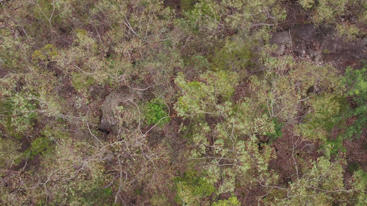 在澳洲地区风中吹动树枝的空中飞行片段视频