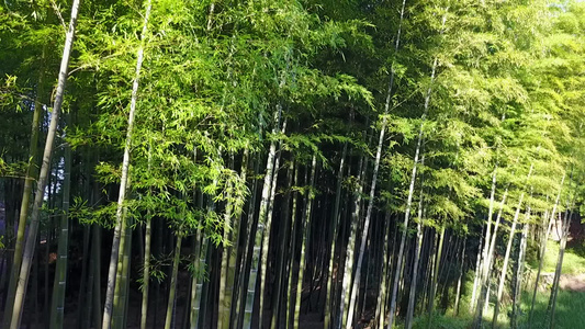 竹海 竹林 竹子 生态 风景 航拍素材实拍 竹叶视频