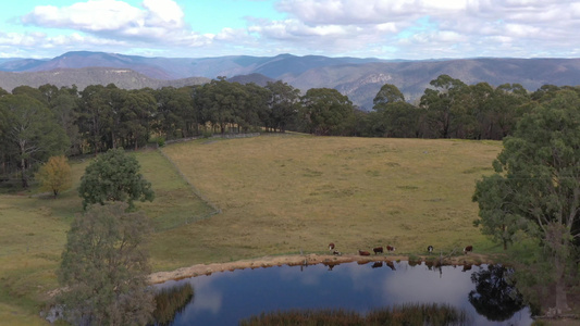 Australia地区农业大坝的奶牛喝水的空中录像视频