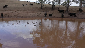 农业灌溉大坝上的奶牛和鸭子8秒视频