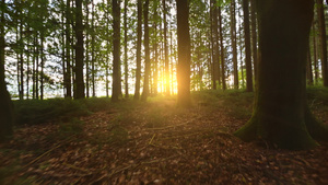 阳光照耀在森林里20秒视频