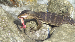 蜥蜴在岩石上吞食肉10秒视频