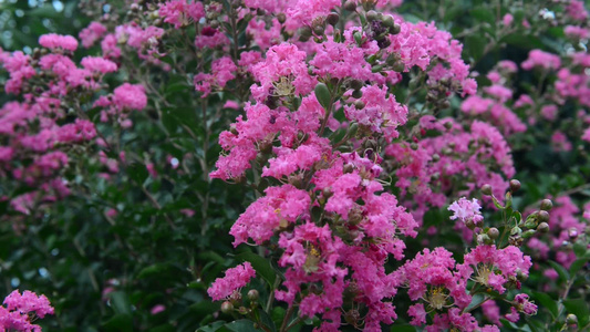 美丽紫薇花花朵视频