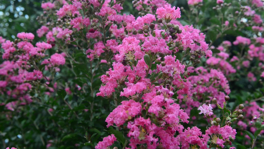 美丽紫薇花花朵视频