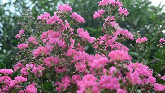 美丽紫薇花花朵视频