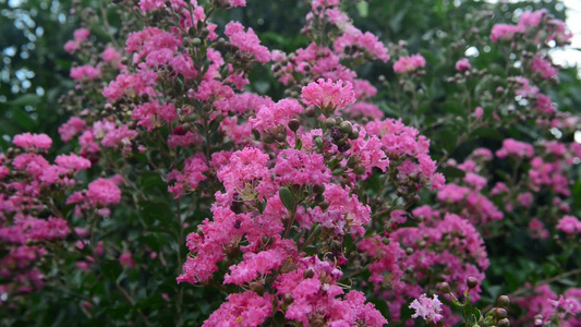 美丽紫薇花花朵视频