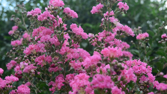 美丽紫薇花花朵视频