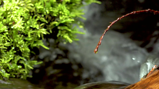 雨林中的一条溪流苔和小燕子在水中生长美国华盛顿州视频